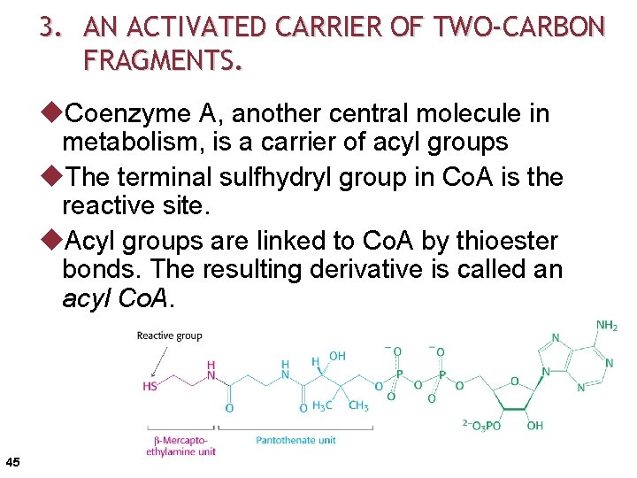 3. AN ACTIVATED CARRIER OF TWO-CARBON FRAGMENTS. u. Coenzyme A, another central molecule in