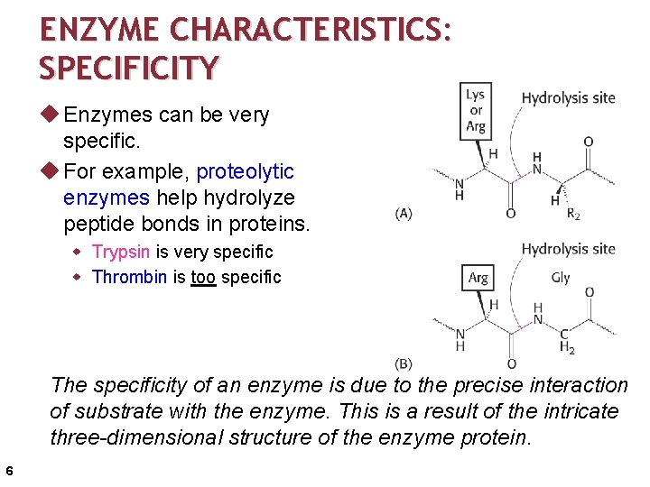 ENZYME CHARACTERISTICS: SPECIFICITY u Enzymes can be very specific. u For example, proteolytic enzymes