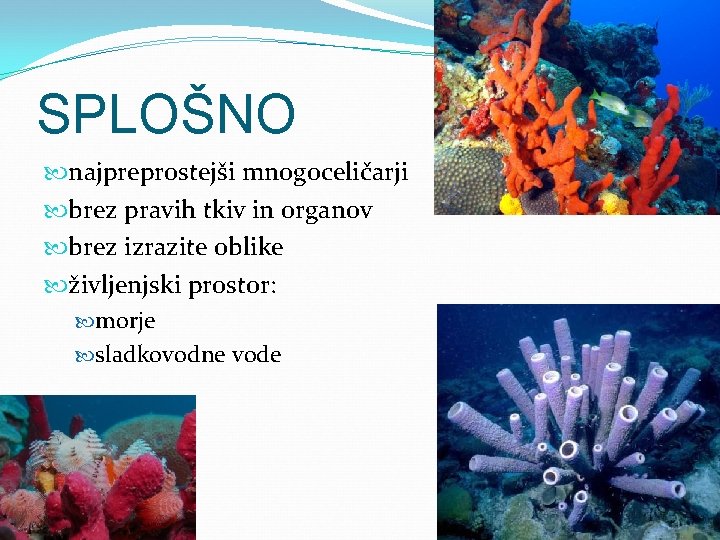 SPLOŠNO najpreprostejši mnogoceličarji brez pravih tkiv in organov brez izrazite oblike življenjski prostor: morje