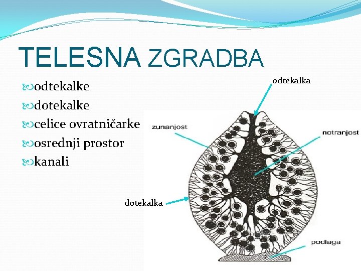 TELESNA ZGRADBA odtekalke dotekalke celice ovratničarke osrednji prostor kanali dotekalka odtekalka 