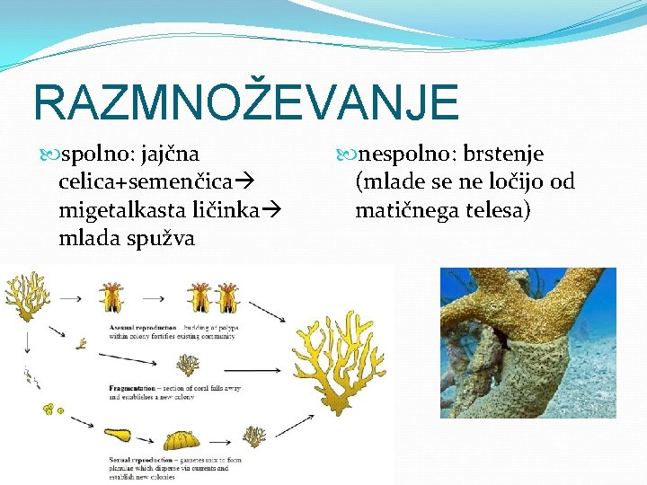 RAZMNOŽEVANJE spolno: jajčna celica+semenčica migetalkasta ličinka mlada spužva nespolno: brstenje (mlade se ne ločijo