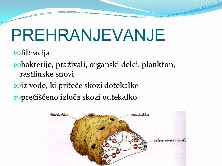 PREHRANJEVANJE filtracija bakterije, praživali, organski delci, plankton, rastlinske snovi iz vode, ki priteče skozi