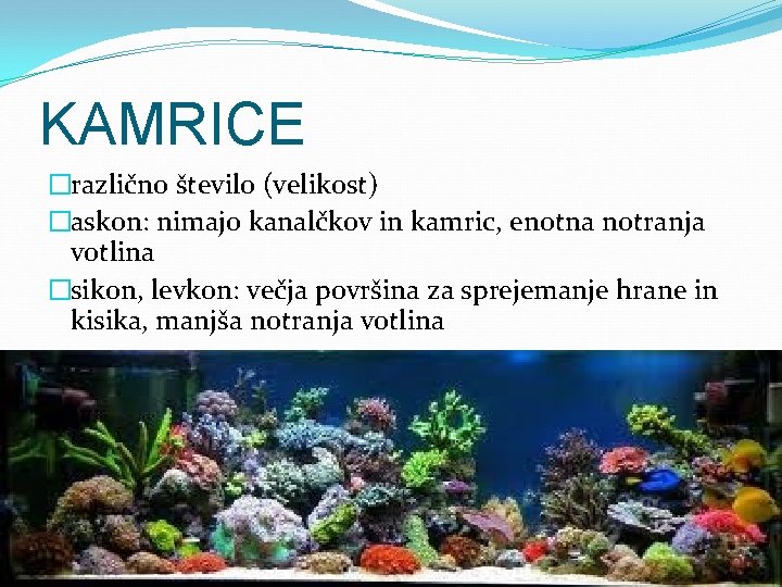 KAMRICE �različno število (velikost) �askon: nimajo kanalčkov in kamric, enotna notranja votlina �sikon, levkon: