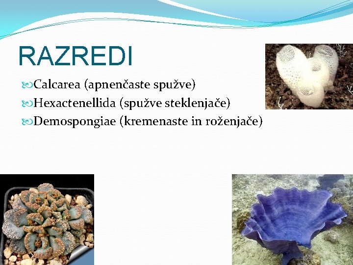 RAZREDI Calcarea (apnenčaste spužve) Hexactenellida (spužve steklenjače) Demospongiae (kremenaste in roženjače) 