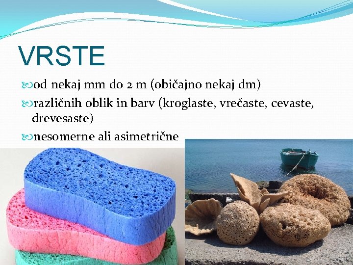 VRSTE od nekaj mm do 2 m (običajno nekaj dm) različnih oblik in barv