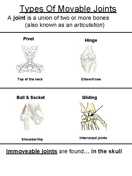 Types Of Movable Joints A joint is a union of two or more bones