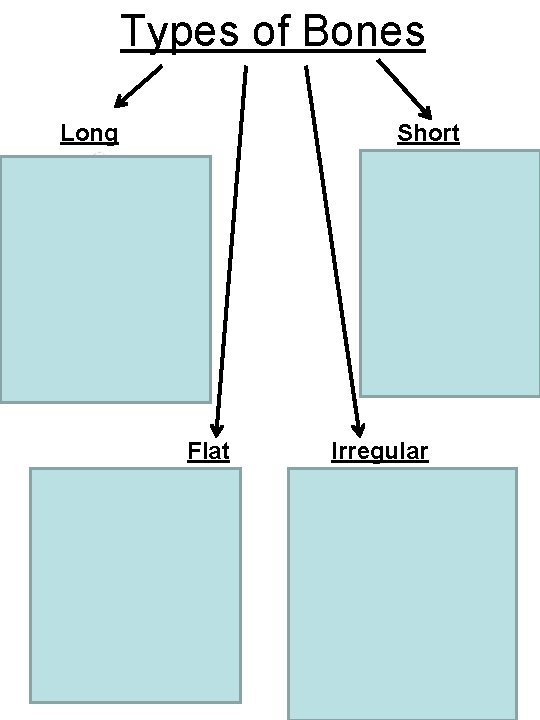 Types of Bones Long Short Stability with little movement Support Ex- Femur, Humerus Flat