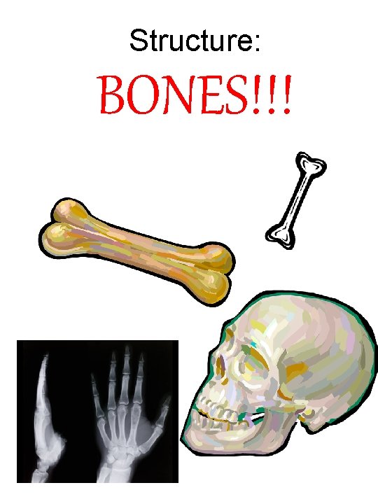 Structure: BONES!!! 