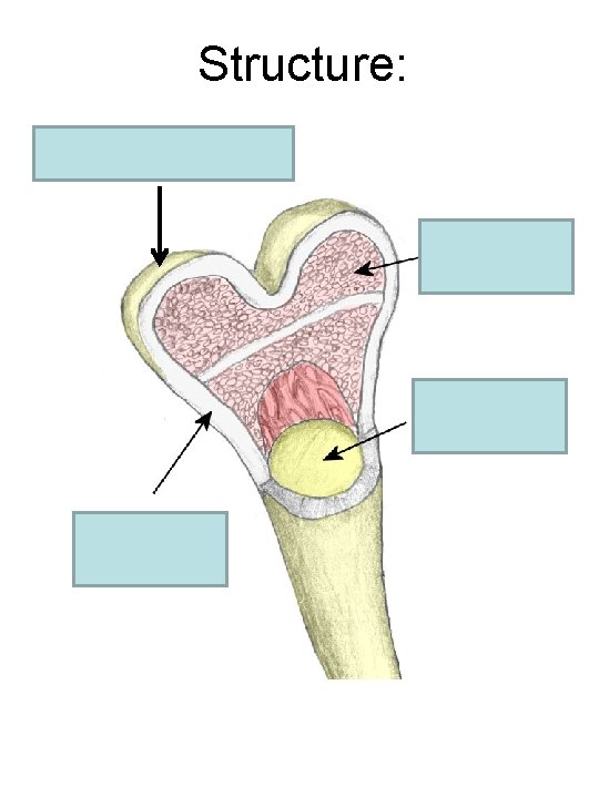 Structure: Outer Membrane 