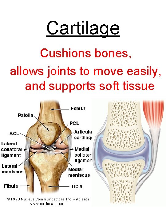 Cartilage Cushions bones, allows joints to move easily, and supports soft tissue 