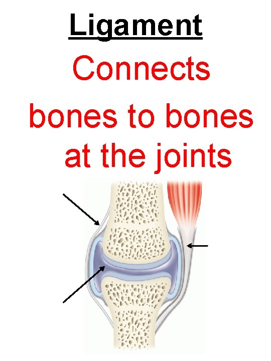 Ligament Connects bones to bones at the joints 