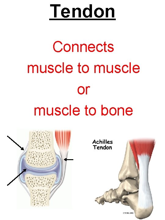 Tendon Connects muscle to muscle or muscle to bone 