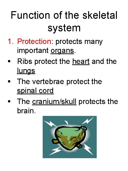 Function of the skeletal system 1. Protection: protects many important organs. § Ribs protect