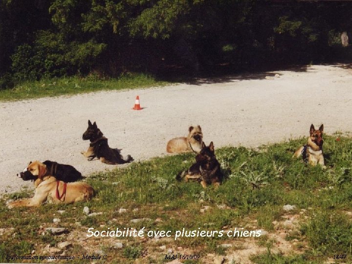 Sociabilité avec plusieurs chiens Préformation cynotechnique - Module C MAJ 16/10/09 18/47 