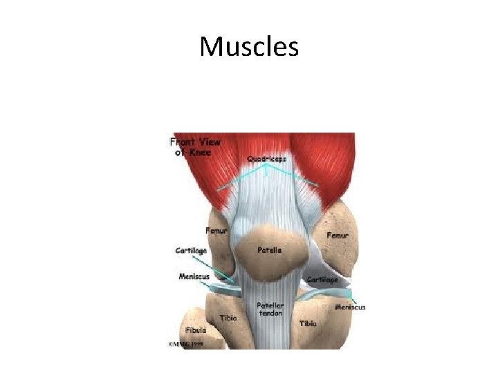 Muscles 