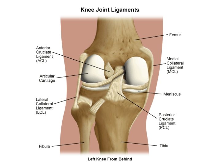 Ligaments 