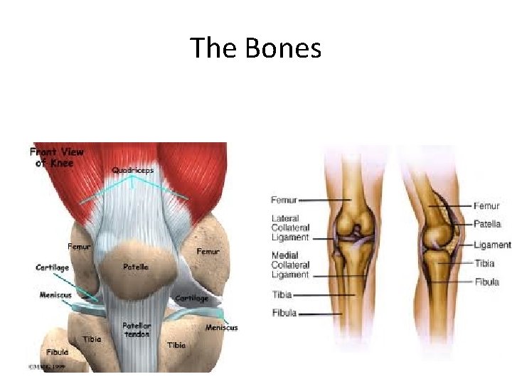The Bones 