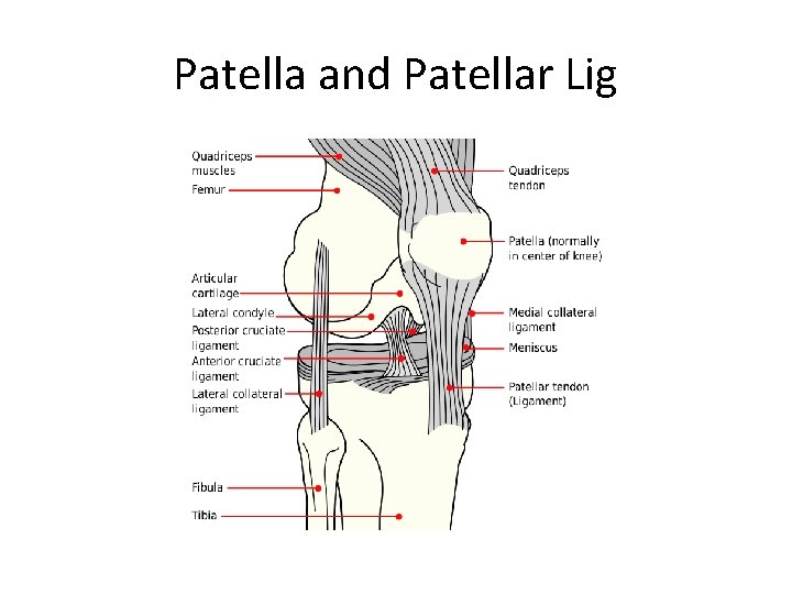 Patella and Patellar Lig 