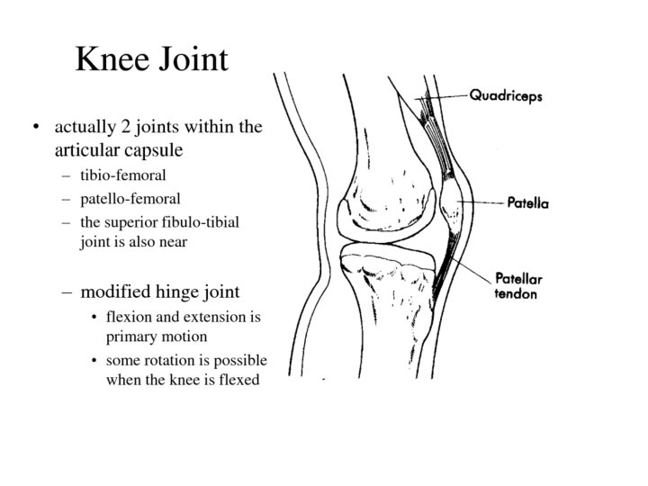 Knee Joint 