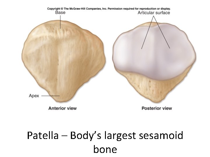 Patella – Body’s largest sesamoid bone 