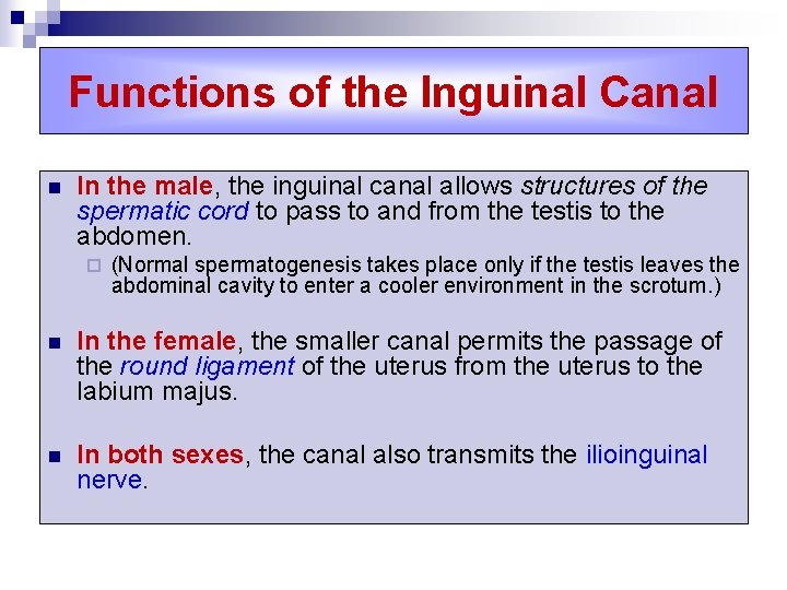 Functions of the lnguinal Canal n In the male, the inguinal canal allows structures