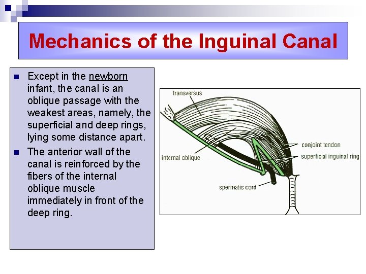 Mechanics of the Inguinal Canal n n Except in the newborn infant, the canal