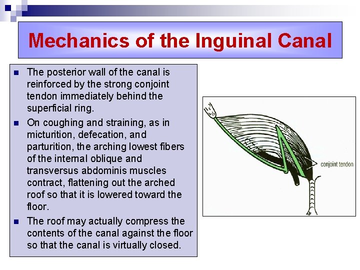 Mechanics of the Inguinal Canal n n n The posterior wall of the canal