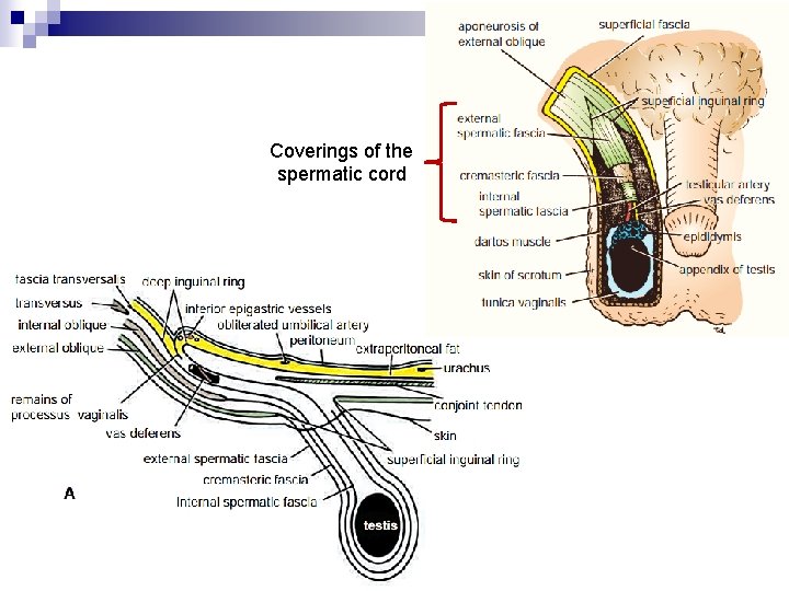 Coverings of the spermatic cord 