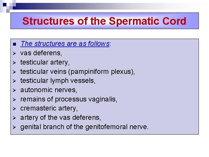 Structures of the Spermatic Cord n Ø Ø Ø Ø Ø The structures are