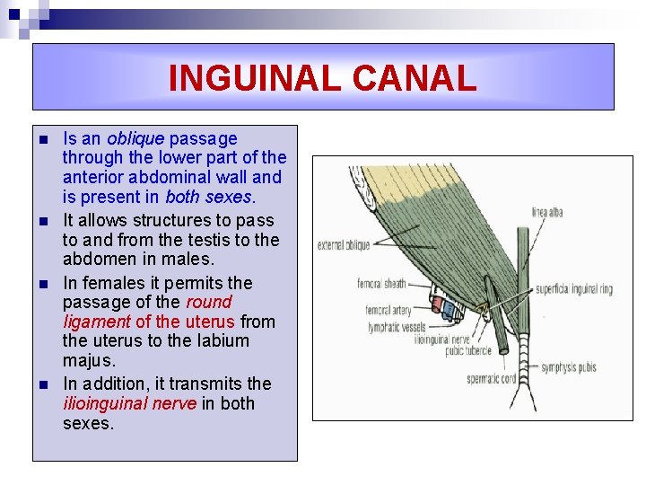 INGUINAL CANAL n n Is an oblique passage through the lower part of the