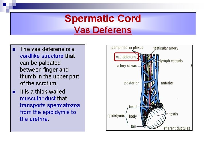 Spermatic Cord Vas Deferens n n The vas deferens is a cordlike structure that