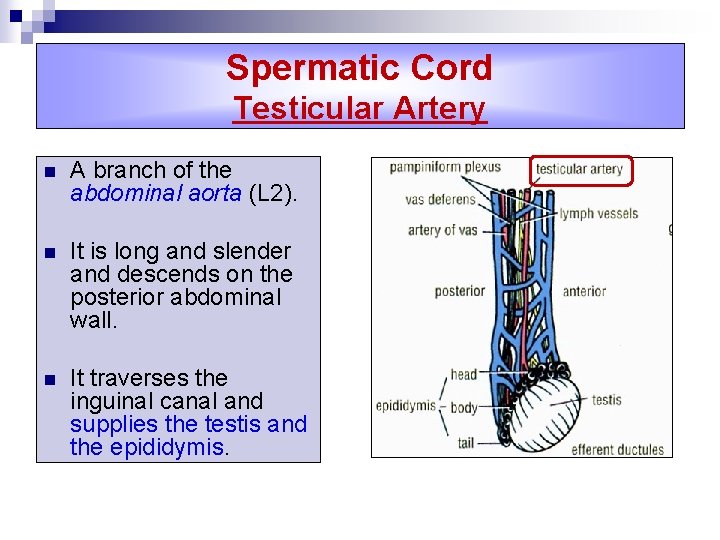 Spermatic Cord Testicular Artery n A branch of the abdominal aorta (L 2). n