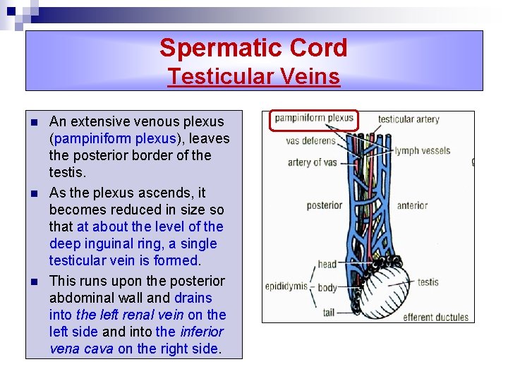 Spermatic Cord Testicular Veins n n n An extensive venous plexus (pampiniform plexus), leaves