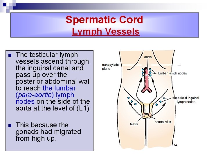 Spermatic Cord Lymph Vessels n The testicular lymph vessels ascend through the inguinal canal