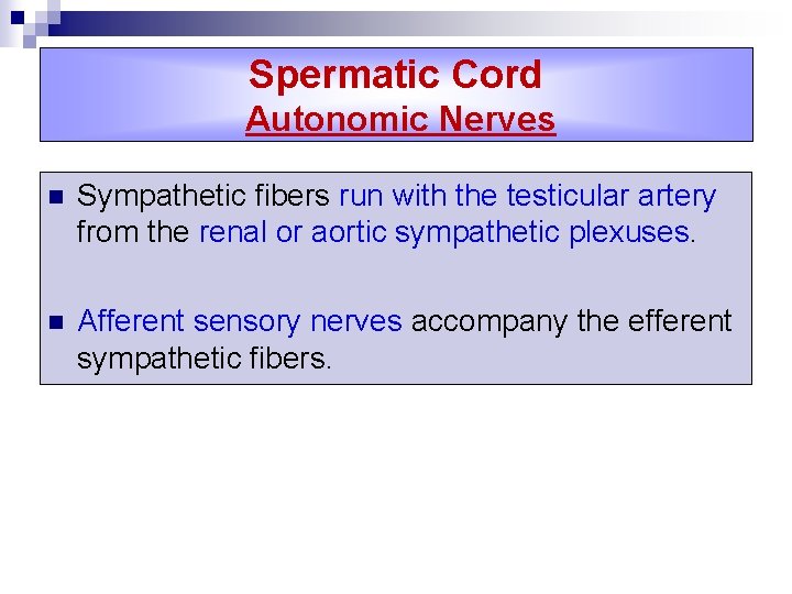 Spermatic Cord Autonomic Nerves n Sympathetic fibers run with the testicular artery from the