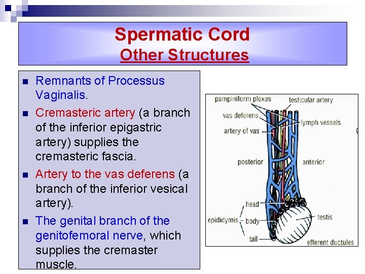 Spermatic Cord Other Structures n n Remnants of Processus Vaginalis. Cremasteric artery (a branch