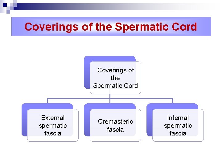 Coverings of the Spermatic Cord External spermatic fascia Cremasteric fascia Internal spermatic fascia 