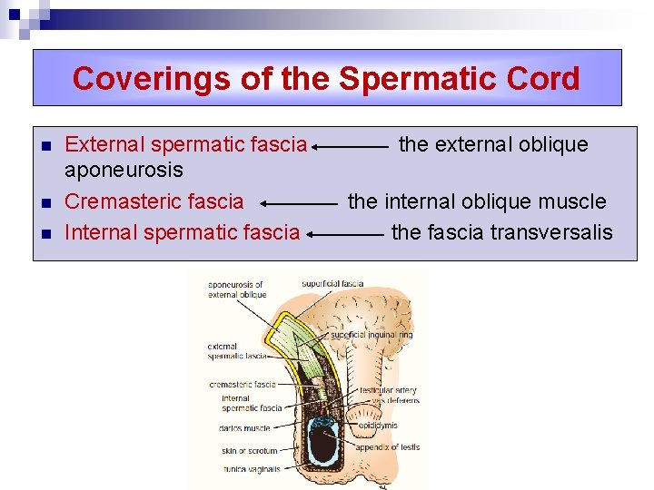 Coverings of the Spermatic Cord n n n External spermatic fascia aponeurosis Cremasteric fascia