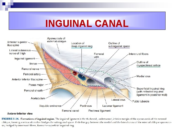 INGUINAL CANAL 