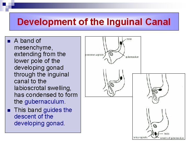 Development of the Inguinal Canal n n A band of mesenchyme, extending from the