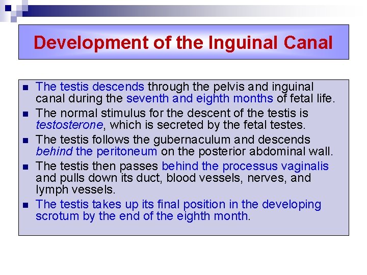 Development of the Inguinal Canal n n n The testis descends through the pelvis