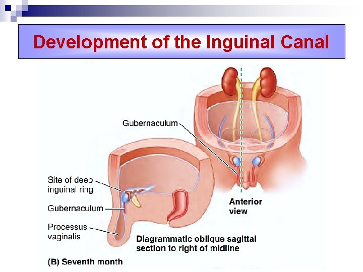 Development of the Inguinal Canal 