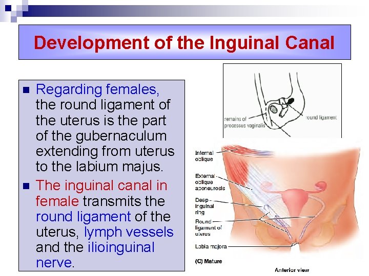 Development of the Inguinal Canal n n Regarding females, the round ligament of the