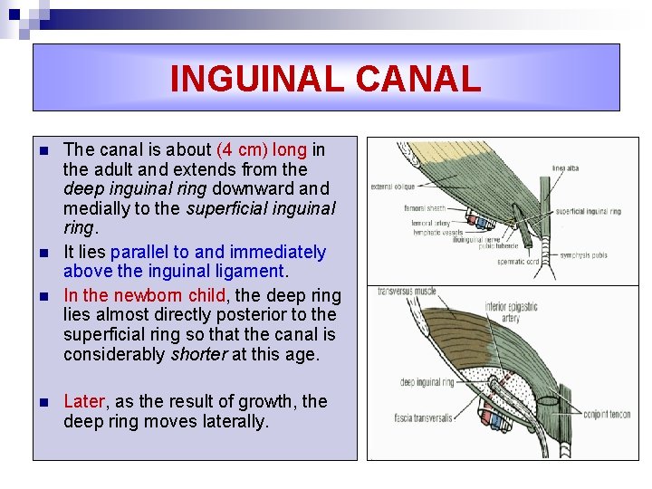 INGUINAL CANAL n n The canal is about (4 cm) long in the adult