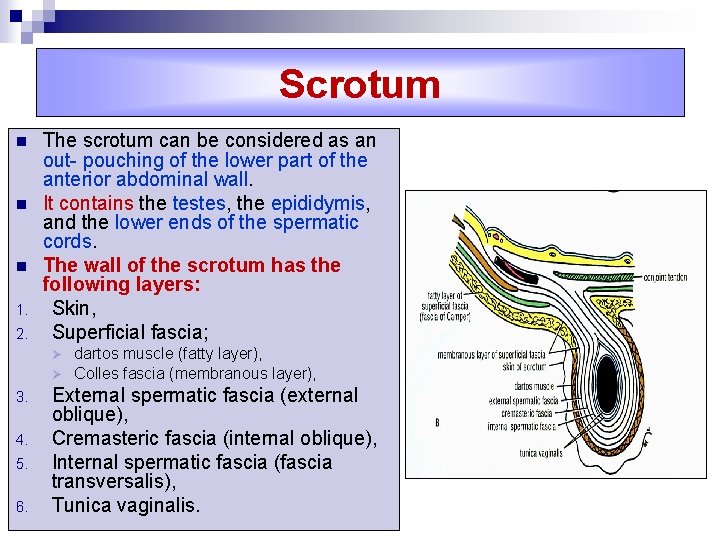 Scrotum n n n 1. 2. The scrotum can be considered as an out-