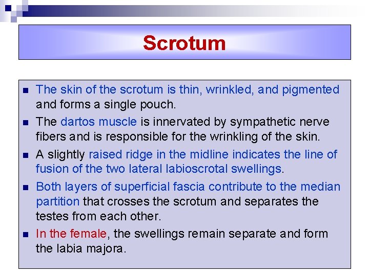 Scrotum n n n The skin of the scrotum is thin, wrinkled, and pigmented