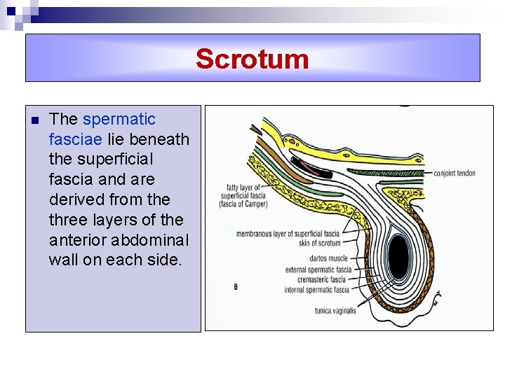 Scrotum n The spermatic fasciae lie beneath the superficial fascia and are derived from