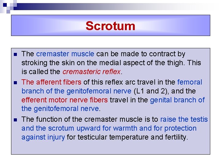 Scrotum n n n The cremaster muscle can be made to contract by stroking