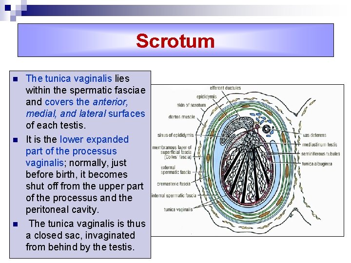 Scrotum n n n The tunica vaginalis lies within the spermatic fasciae and covers