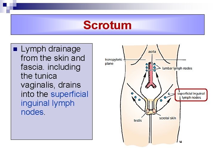 Scrotum n Lymph drainage from the skin and fascia. including the tunica vaginalis, drains